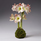 Bulb & Blossom's Moss covered Picasso amaryllis bulb will produce multiple stems of white amaryllis blooms with red edges. Bulbs are coated in wax and a layer of lush green moss, and need no water or soil to bloom.