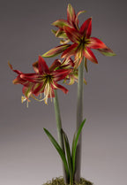 Introducing the Mystica Amaryllis - Bare Bulb, a vibrant plant that blooms into spectacular, star-shaped flowers with striking red and green petals on long, sturdy stems. The flowers are further highlighted by delicate striping and pronounced central veins. At the base, narrow green leaves emerge along with a touch of moss, all set against a subtle gray backdrop.