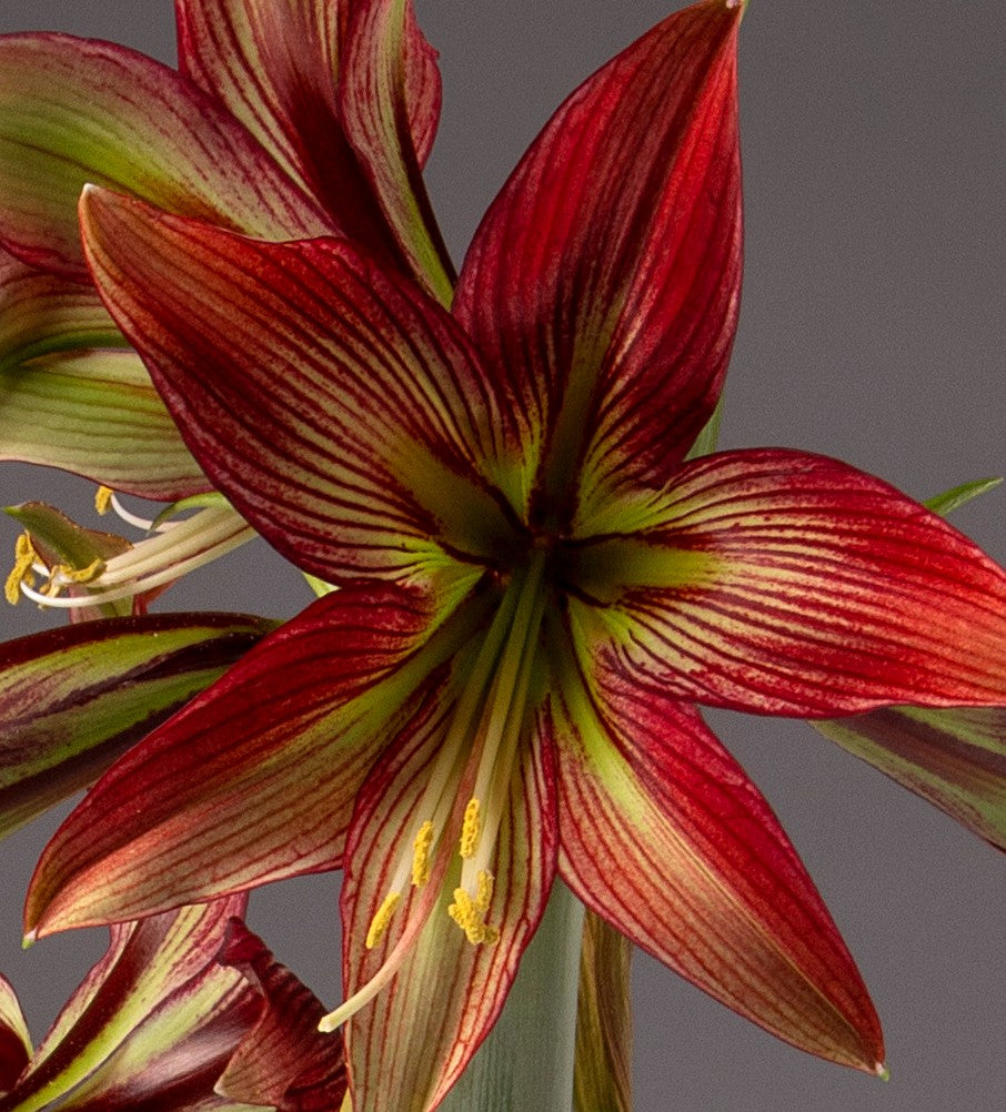 Close-up of a striking Mystica Amaryllis - Bare Bulb flower in bloom. Its petals feature a gradient of deep red with greenish-yellow streaks near the center, and the flower boasts prominent yellow stamens. The neutral gray background accentuates the vivid colors of this Mystica variety.