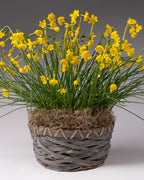 A potted arrangement of bright yellow narcissus flowers with long green leaves and stems, set in a woven gray basket with brown moss, photographed against a neutral gray studio background.