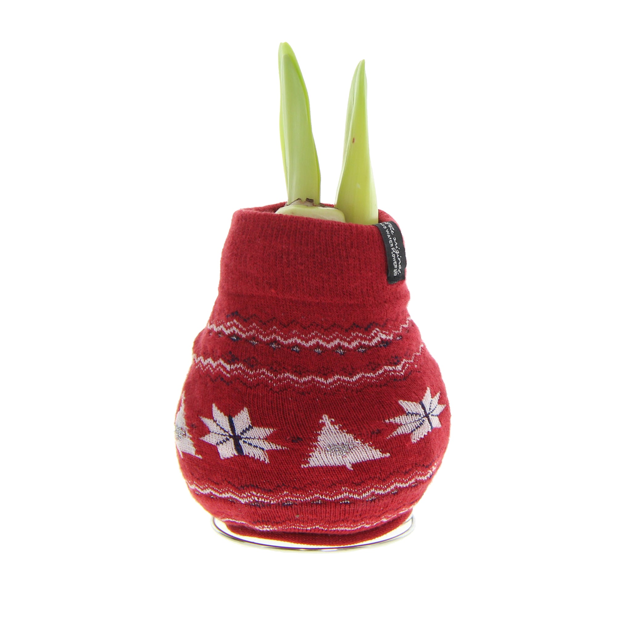 A waxed amaryllis bulb with a sweater covering in red with white nordic-style pattern. Green amaryllis buds emerge from the neck of the bulb.