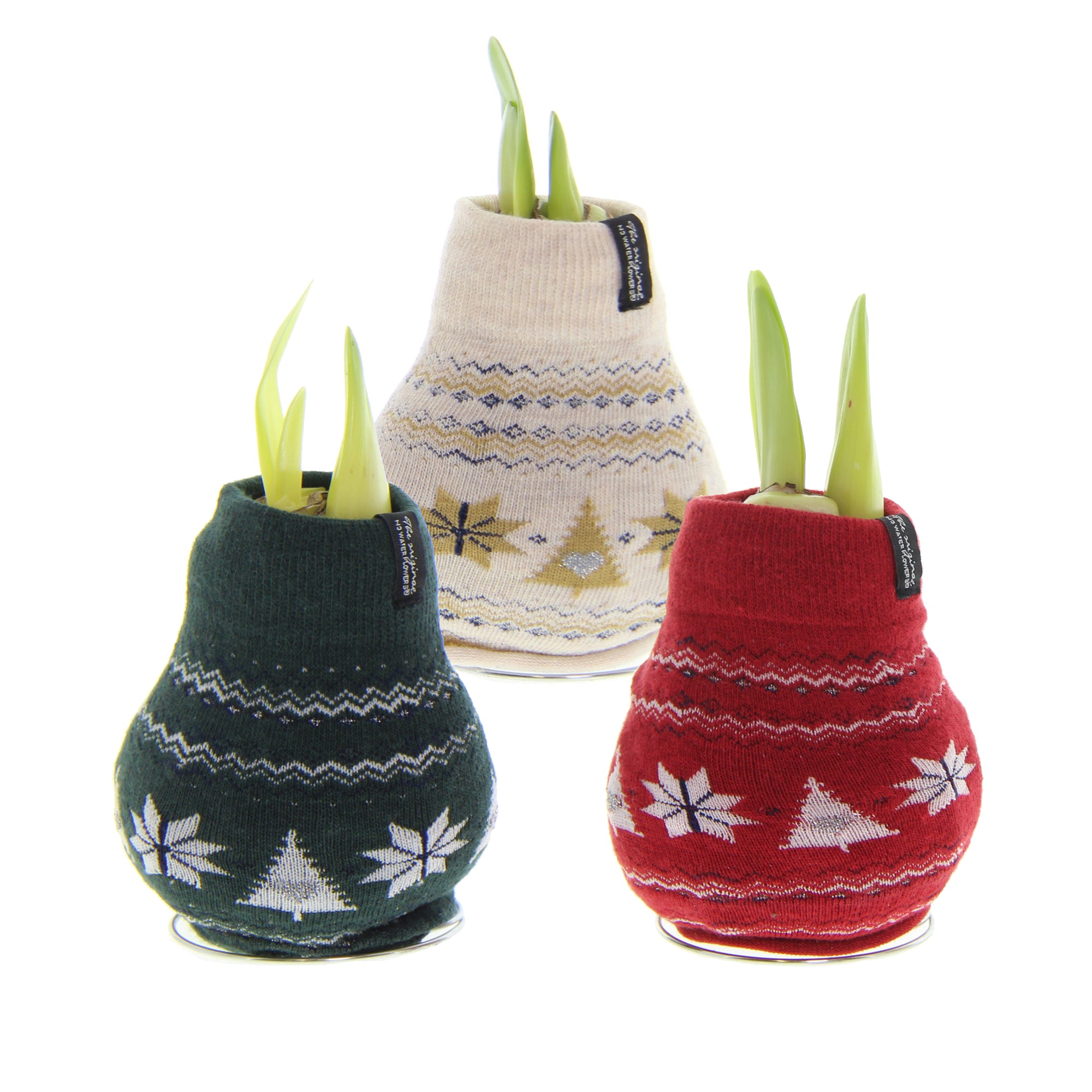 Three waxed amaryllis bulbs with nordic sweater style coverings in green, tan, and red. Bulbs are arranged in a pyramid and each have sprouting amaryllis buds.