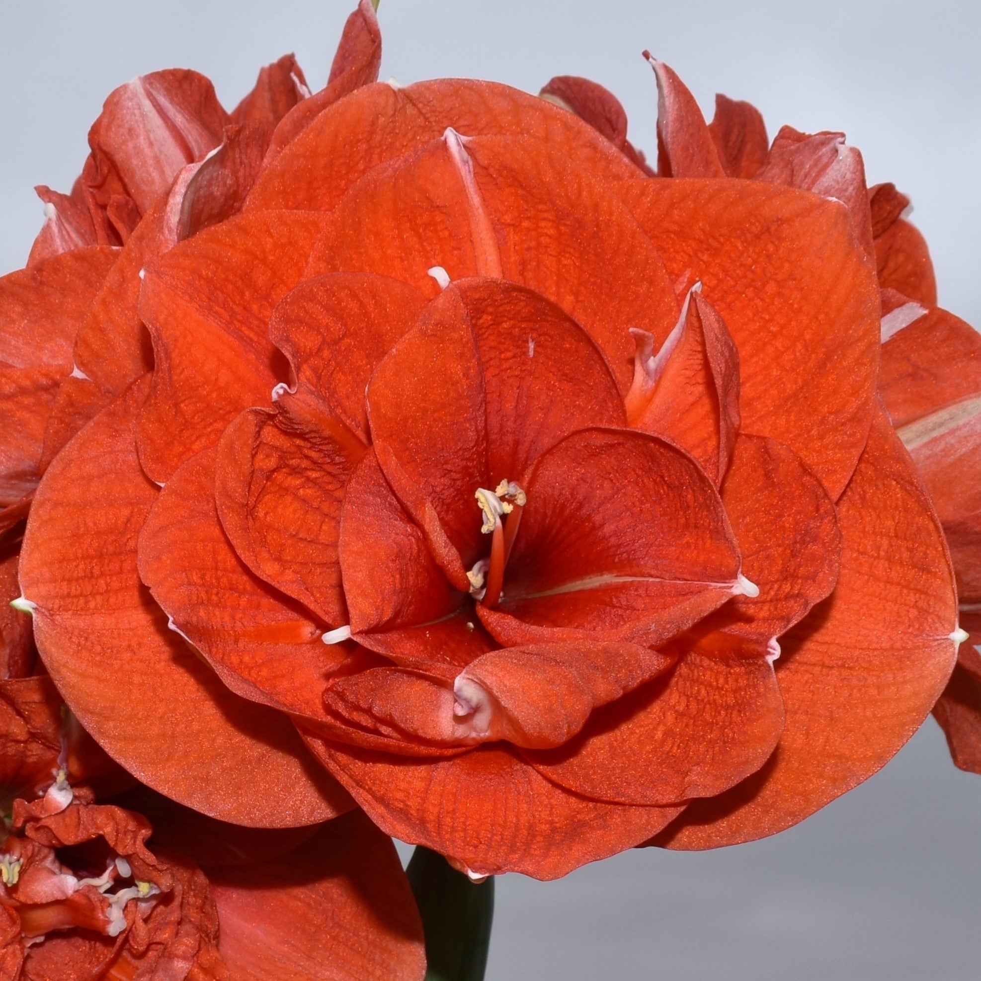 Close-up of the Nyora Amaryllis flower in full bloom, showcasing its large, layered petals and prominent stamens set against a neutral gray background.