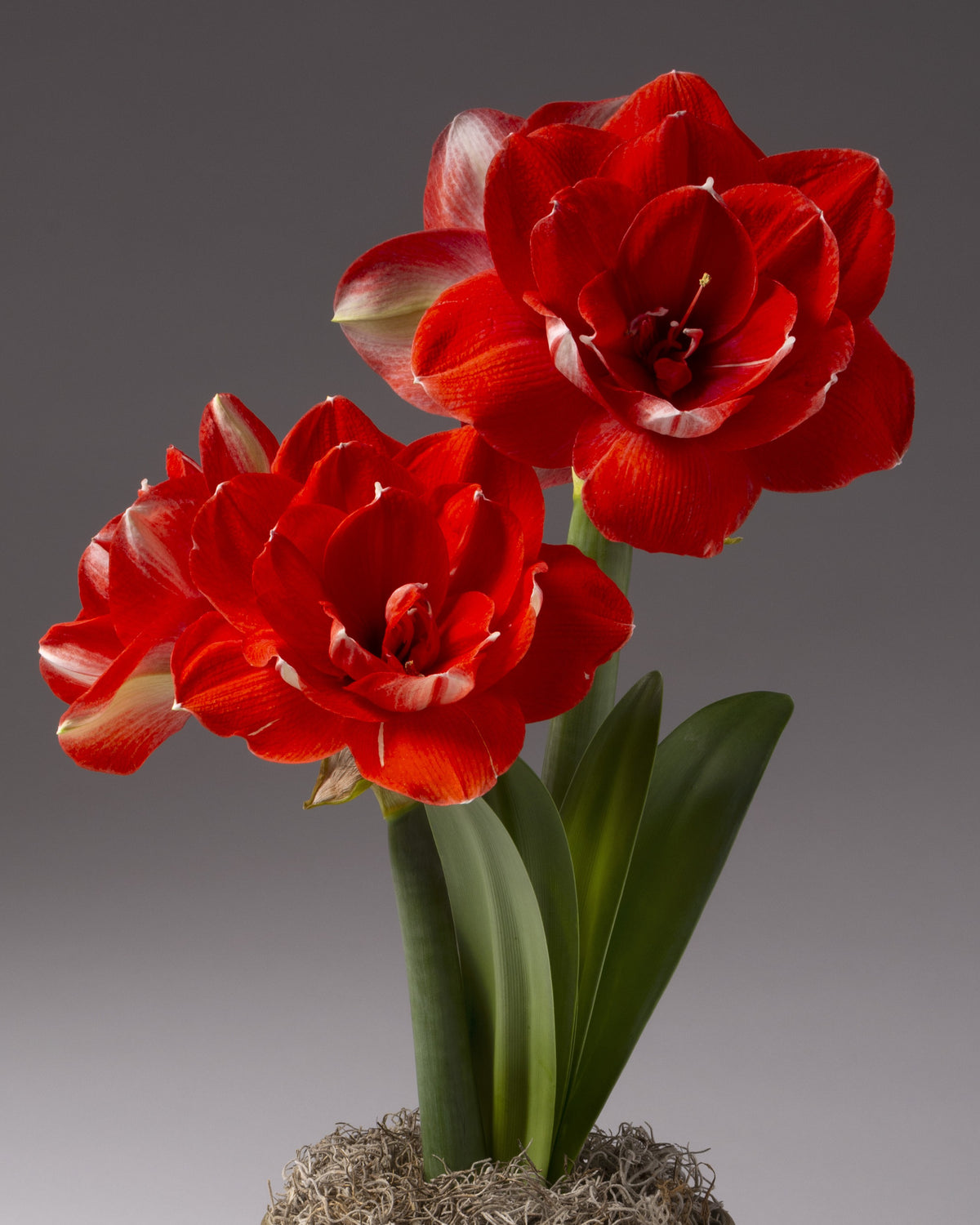 Two stalks of cherry red double amaryllis flowers rise from a base of spanish moss. 