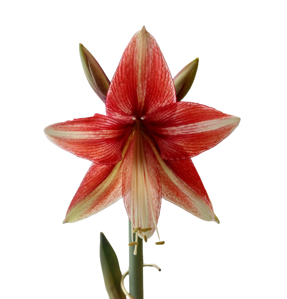 Thin petaled red and white striped amaryllis blooming