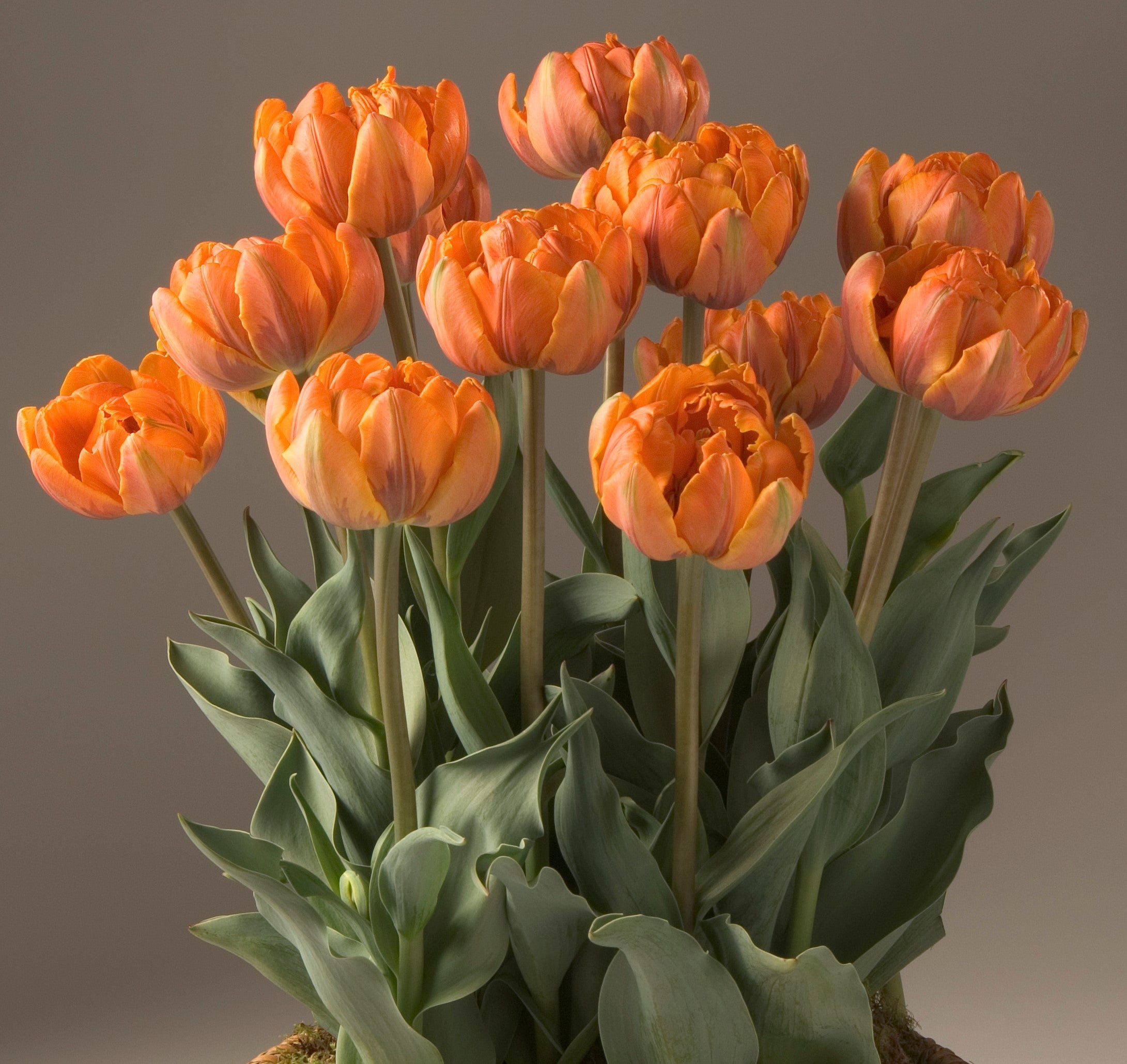 Shop Potted Tulips at Bulb & Blossom