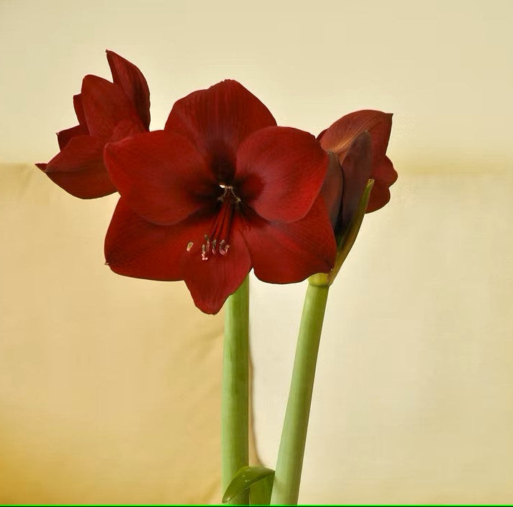 Orient amaryllis has large classic single blossoms in deep dark red.