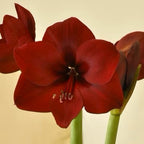 A close-up of the Orient Amaryllis in bloom, displaying vibrant deep red petals, visible stamens, and green stems against a light beige background.