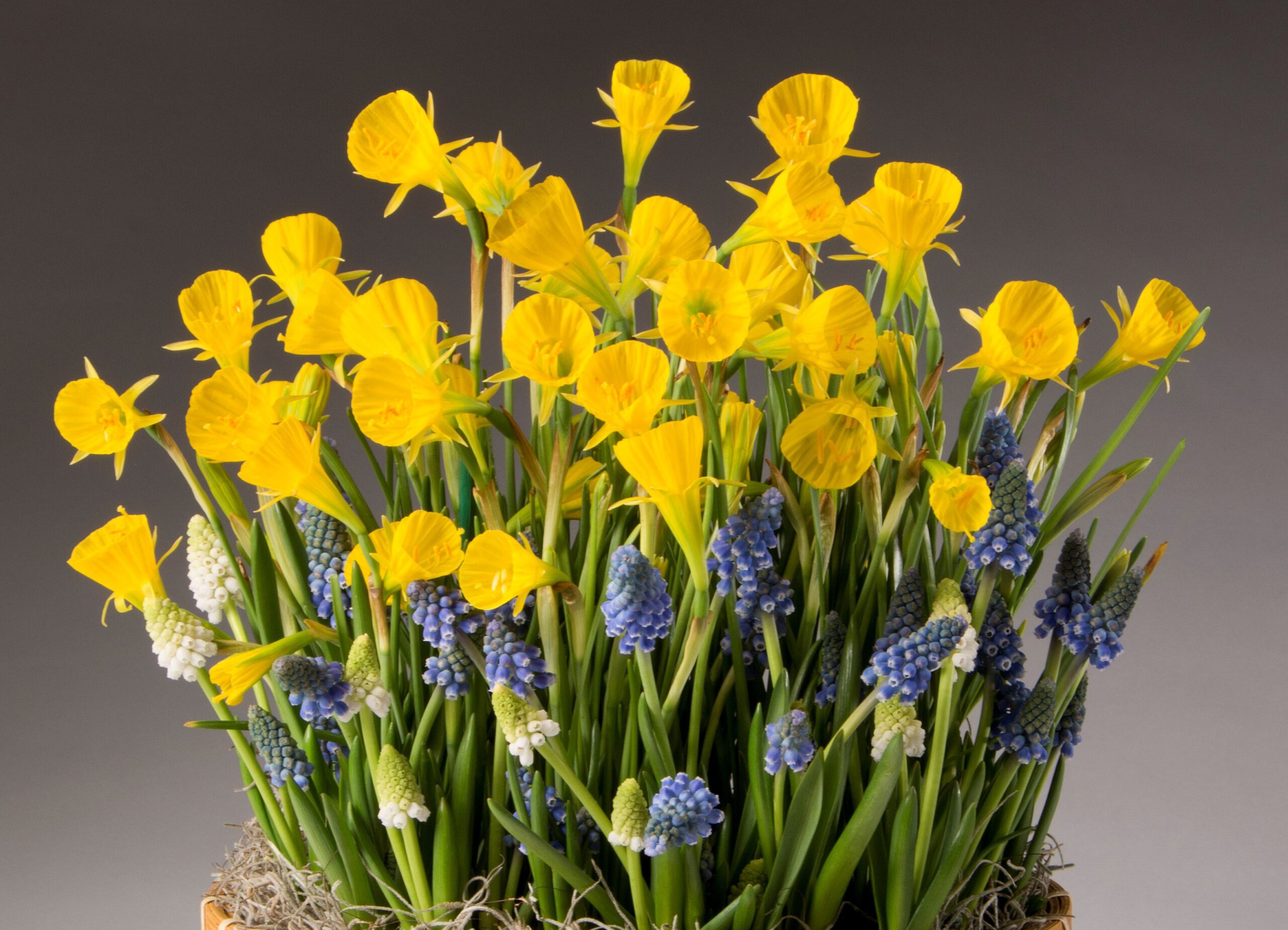 A vibrant arrangement of Oxford Gold Potted Daffodils and purple-blue grape hyacinths set against a neutral grey background. The daffodils are tall with trumpet-shaped blossoms, while the grape hyacinths have small, clustered blooms, creating a colorful display.