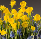 A vibrant bouquet of Oxford Gold Potted Daffodils is interspersed with clusters of small blue grape hyacinths. The flowers are densely arranged, creating a lively and colorful display against a plain gray background.
