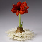 The Pampas Grass Waxed Amaryllis Wreath from Bulb & Blossom is the perfect size to fit around a waterless amaryllis bulb. Realistic faux pampas grass plumes in creamy white match any season's decor.