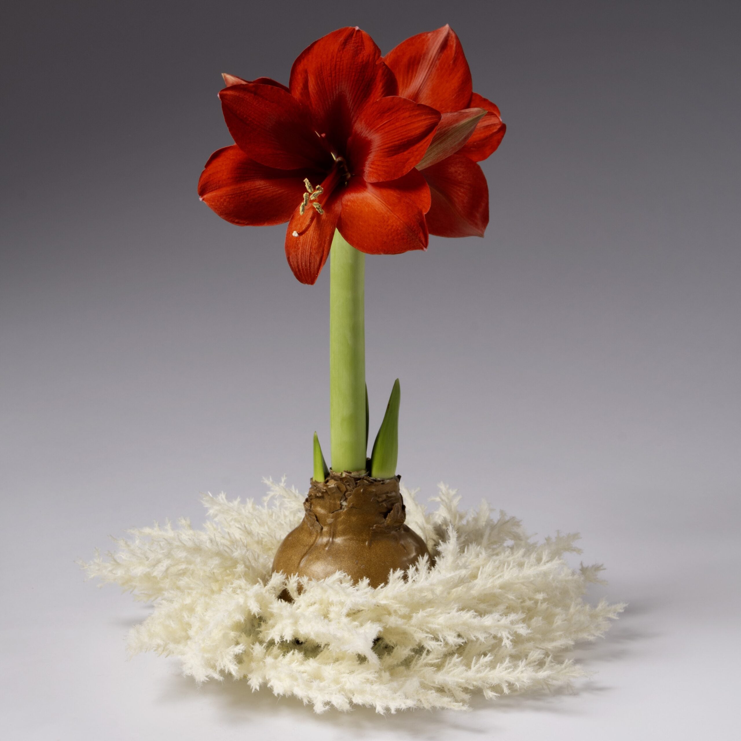 The Pampas Grass Waxed Amaryllis Wreath from Bulb & Blossom is the perfect size to fit around a waterless amaryllis bulb. Realistic faux pampas grass plumes in creamy white match any season's decor.