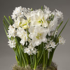 Paperwhites and Alfresco Amaryllis