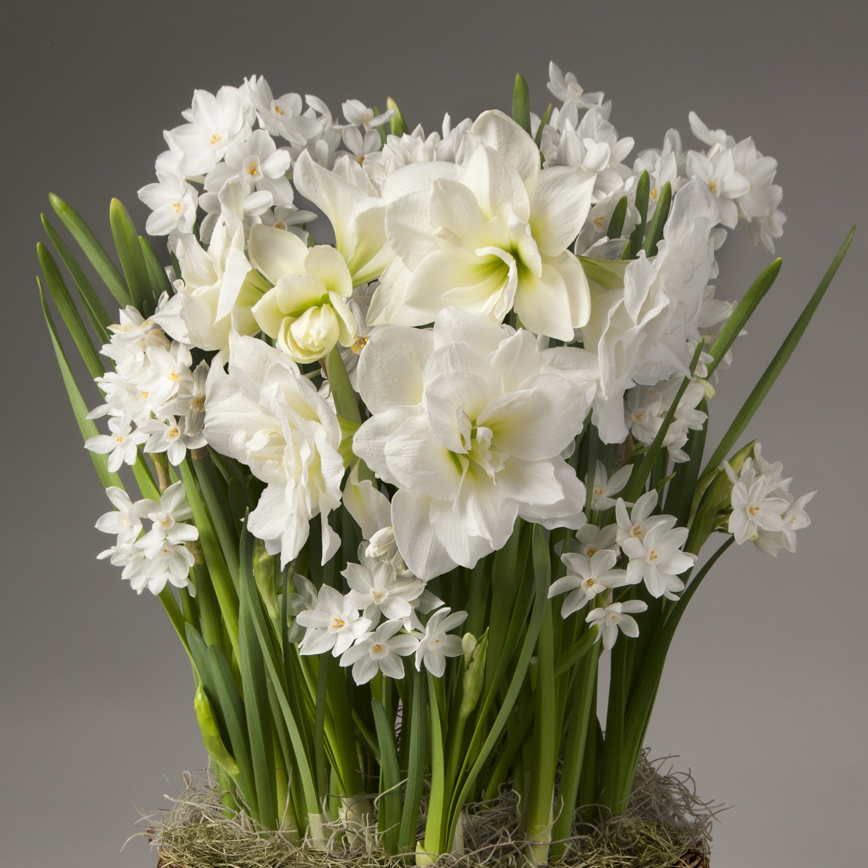 Paperwhites and Alfresco Amaryllis