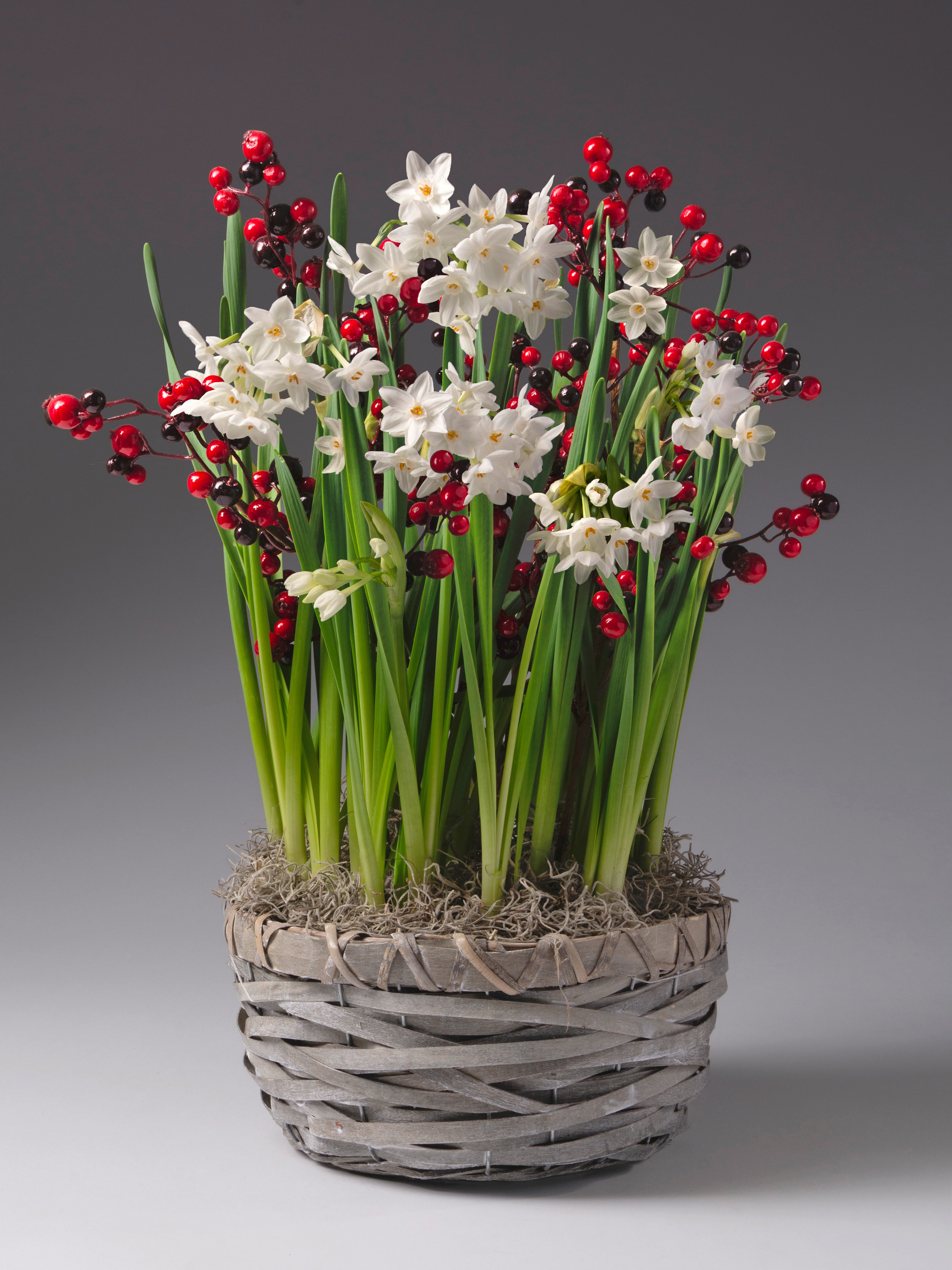 A potted floral arrangement featuring white paperwhite narcissus with long green stems and clusters of red berries, set in a gray woven basket with faux moss.