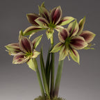 Close-up of a cluster of Papilio Amaryllis flowers in bloom. The petals feature a striking pattern with a base color of greenish-yellow and dark maroon stripes, evocative of the exotic Hippeastrum flowers. The vibrant blooms are surrounded by green stalks and foliage, set against a neutral gray background.