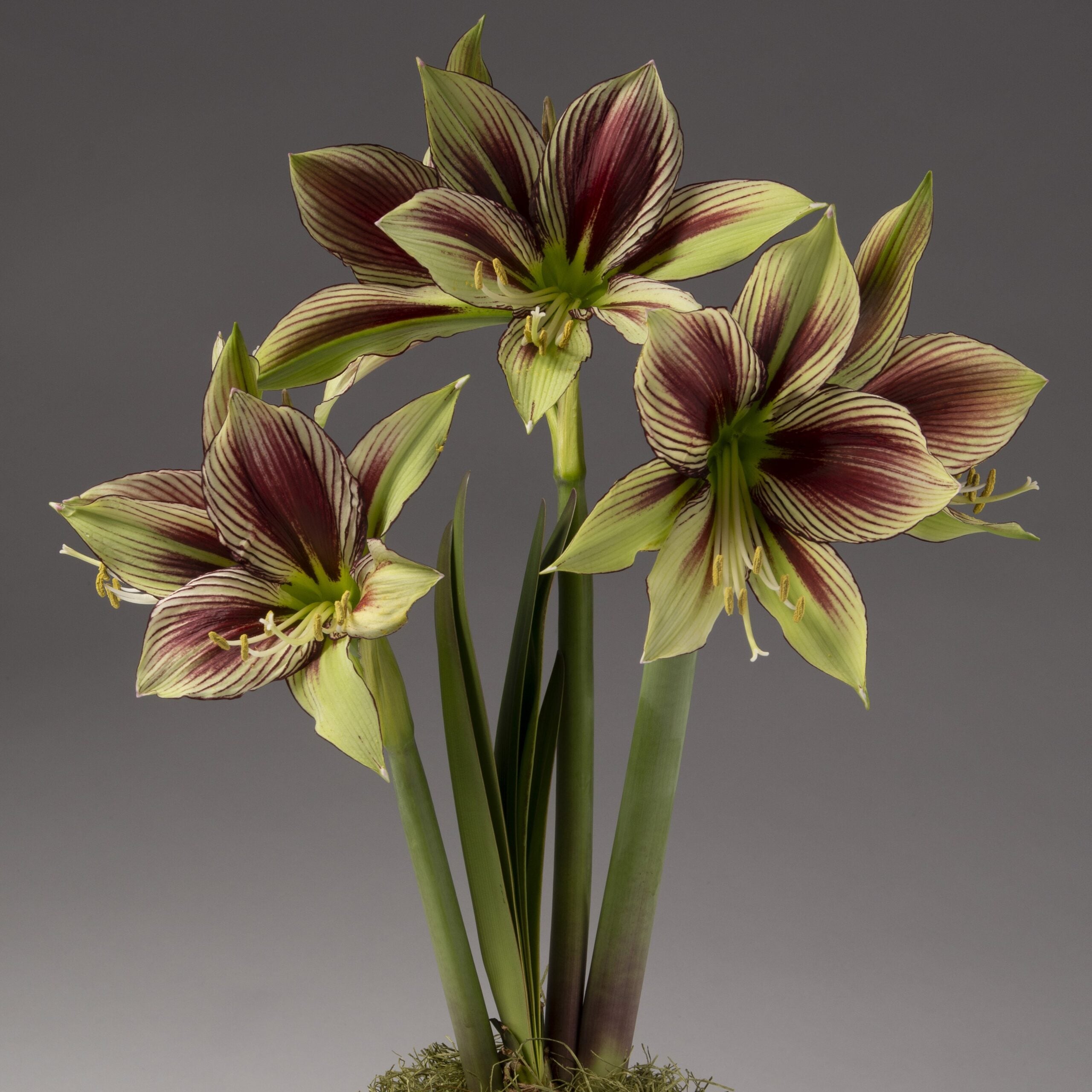 Close-up of a cluster of Papilio Amaryllis flowers in bloom. The petals feature a striking pattern with a base color of greenish-yellow and dark maroon stripes, evocative of the exotic Hippeastrum flowers. The vibrant blooms are surrounded by green stalks and foliage, set against a neutral gray background.