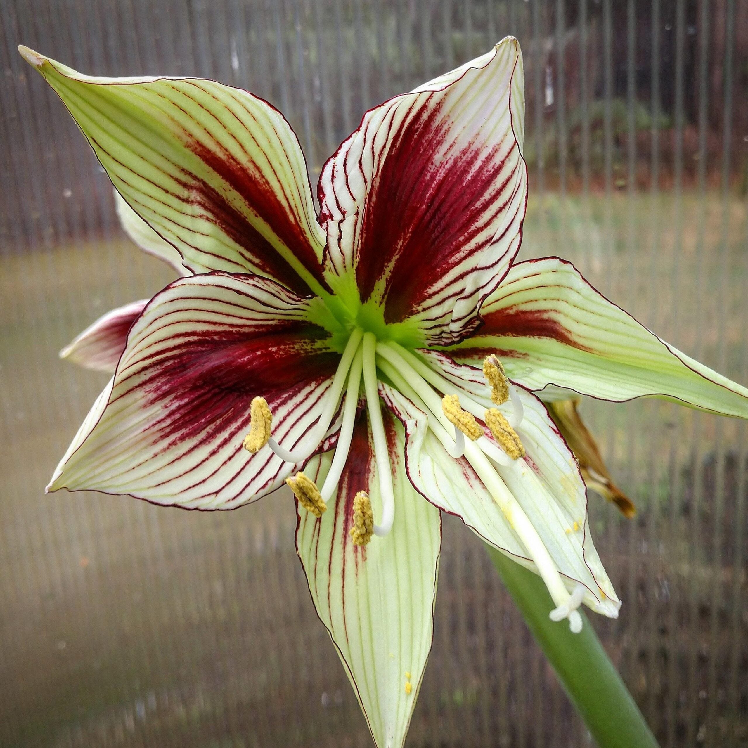 A close-up of the Papilio Amaryllis flower showcases its creamy yellow petals that are elegantly decorated with deep red streaks radiating from the center, gradually transitioning into dark veins towards the edges. The flower's six anthers, laden with yellow pollen and supported by white filaments, stand out clearly.