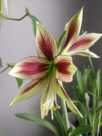 Close-up of the striking Papilio Amaryllis flower, showcasing its six petals adorned with a captivating blend of cream and deep red hues, complemented by green accents. The flower's center is highlighted by long yellow stamens and it is encircled by lush green leaves and stems against a neutral gray background.