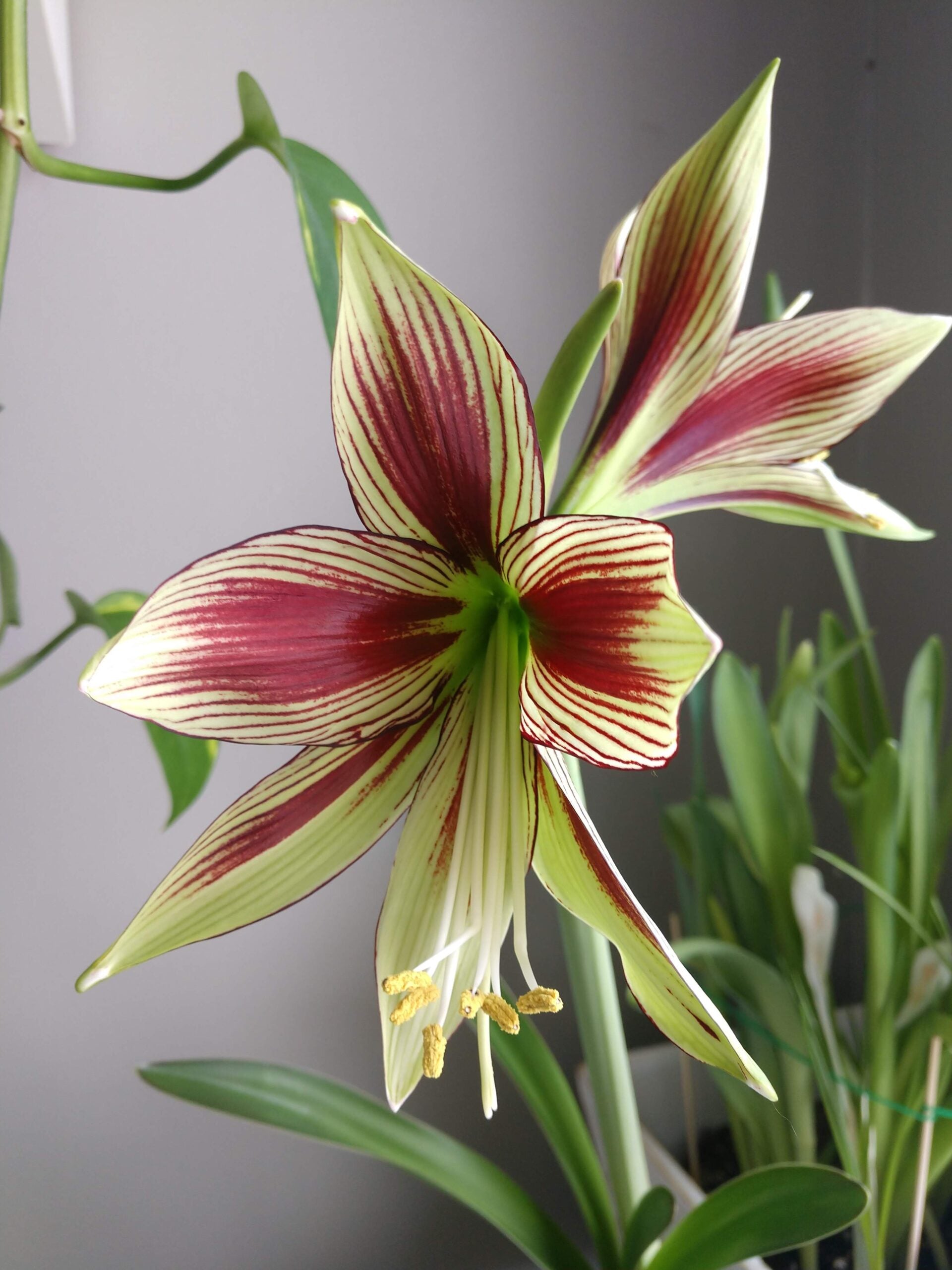 Close-up of the striking Papilio Amaryllis flower, showcasing its six petals adorned with a captivating blend of cream and deep red hues, complemented by green accents. The flower's center is highlighted by long yellow stamens and it is encircled by lush green leaves and stems against a neutral gray background.