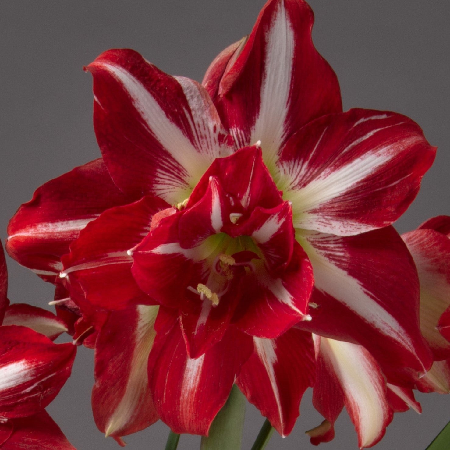 A close-up of the Party Nymph Amaryllis features vivid red petals with striking white stripes and delicate detailing, set against a plain gray background.