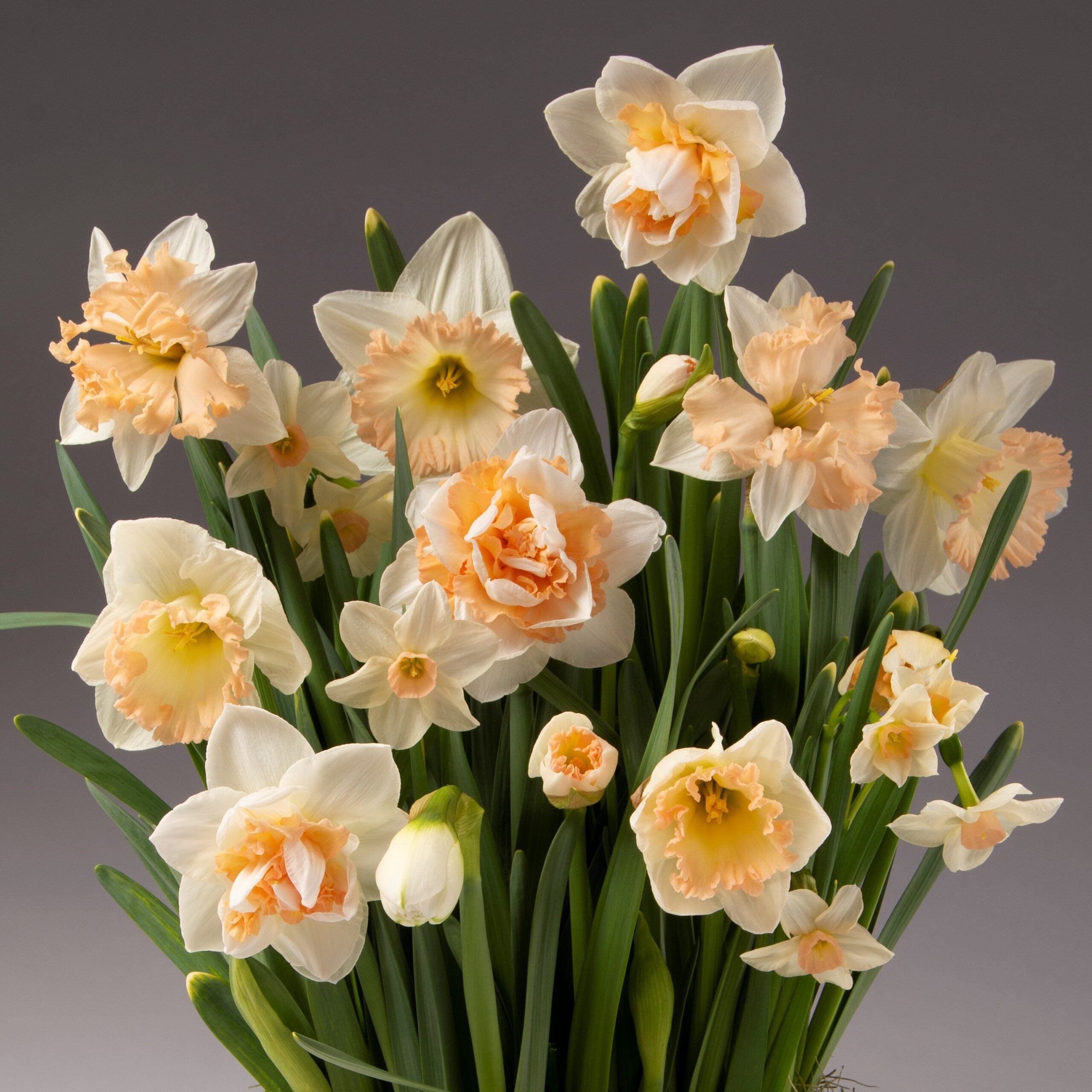 A bouquet of blooming daffodils with pale yellow and white petals, featuring trumpet-shaped central coronas in soft peach hues. This Peachy Potted Daffodil Mix is set against a neutral background, highlighting their delicate and lively appearance.