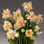 A bouquet of blooming daffodils with pale yellow and white petals, featuring trumpet-shaped central coronas in soft peach hues. This Peachy Potted Daffodil Mix is set against a neutral background, highlighting their delicate and lively appearance.