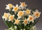 The Petit Four Potted Daffodils showcase a vibrant bouquet of daffodils featuring white petals and soft peach centers, elegantly displayed against a gray background. Complemented by lush green leaves and adorned with a few small white blooms, this beautifully arranged floral composition truly captures the essence of a delicate Petit Four.