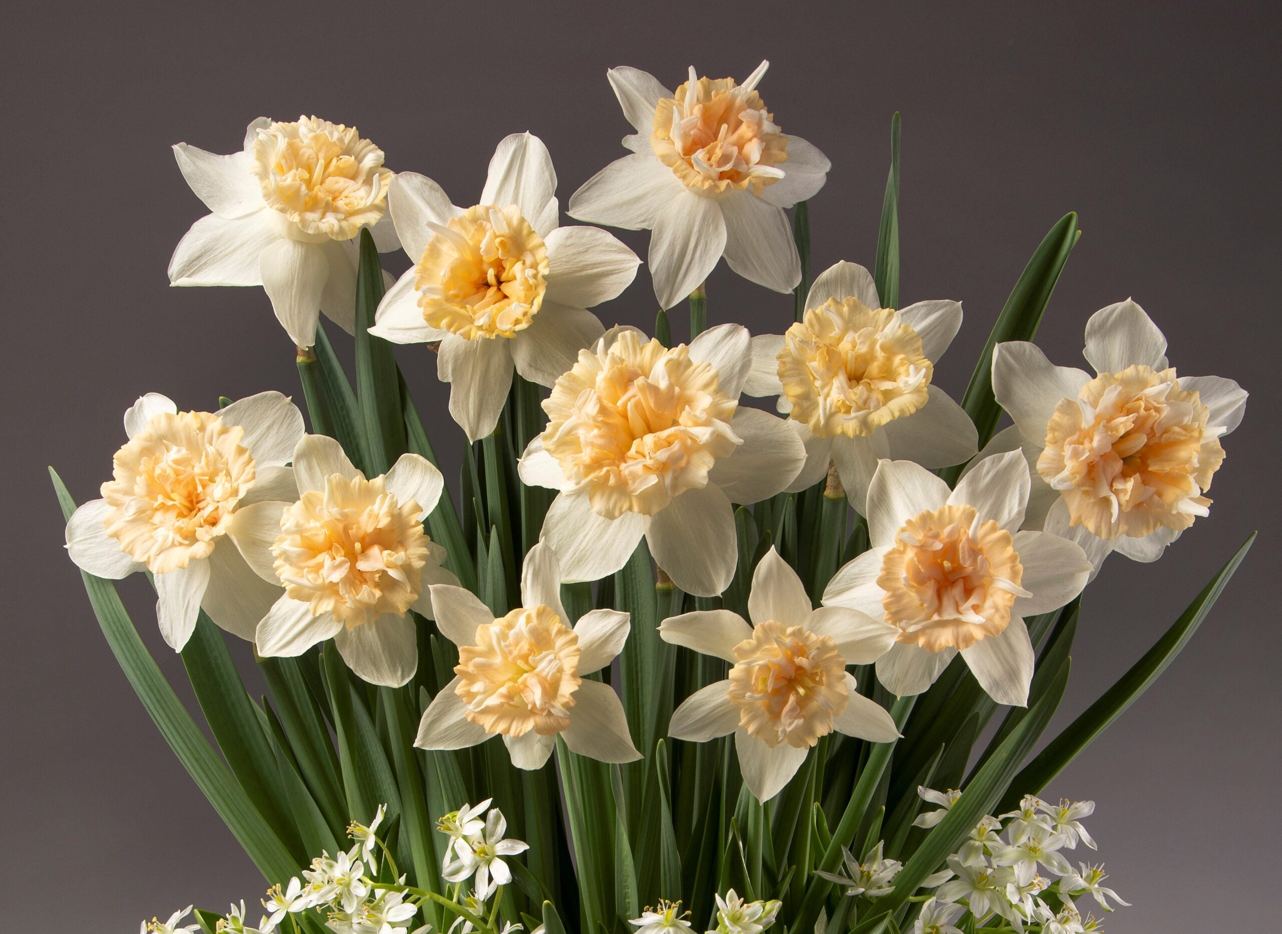 The Petit Four Potted Daffodils showcase a vibrant bouquet of daffodils featuring white petals and soft peach centers, elegantly displayed against a gray background. Complemented by lush green leaves and adorned with a few small white blooms, this beautifully arranged floral composition truly captures the essence of a delicate Petit Four.