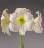A close-up of a white amaryllis flower with delicate red-edged petals and a pale yellow-green center, attached to a green stem against a smooth gray studio background.