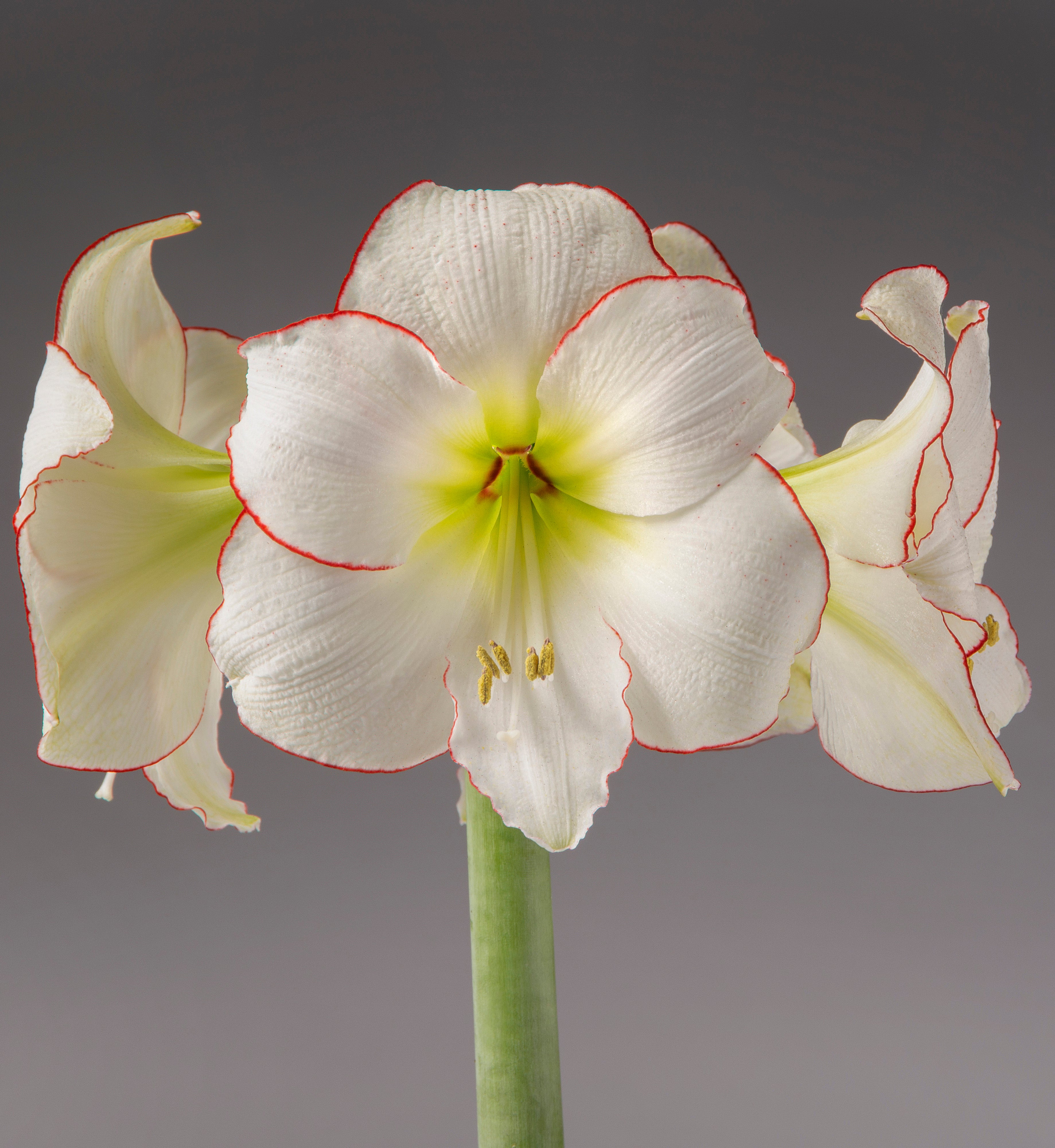 A close-up of a white amaryllis flower with delicate red-edged petals and a pale yellow-green center, attached to a green stem against a smooth gray studio background.