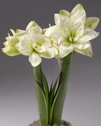 Three pale green and white amaryllis flowers blooming from a single green stem, set against a neutral gray studio background.