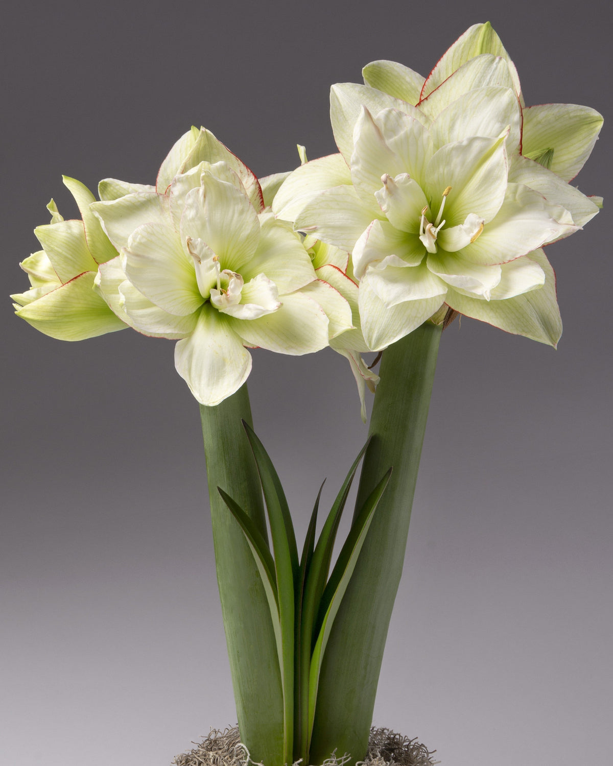 Three pale green and white amaryllis flowers blooming from a single green stem, set against a neutral gray studio background.