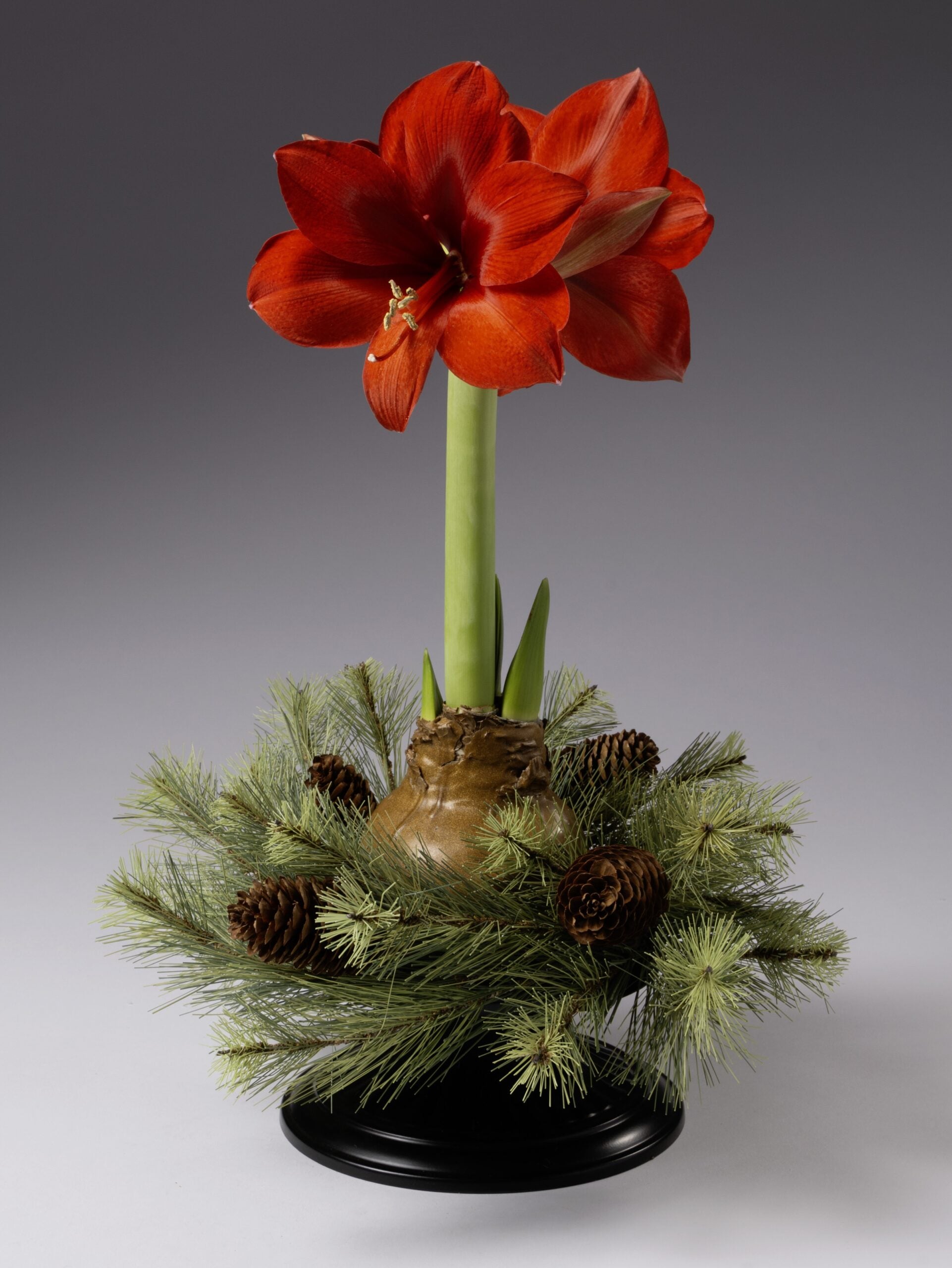 The Pinecone Evergreen Waxed Amaryllis Wreath from Bulb & Blossom is the perfect size to display around a waterless amaryllis bulb. Realistic faux pine branches with pinecone accents create beautiful winter decor.