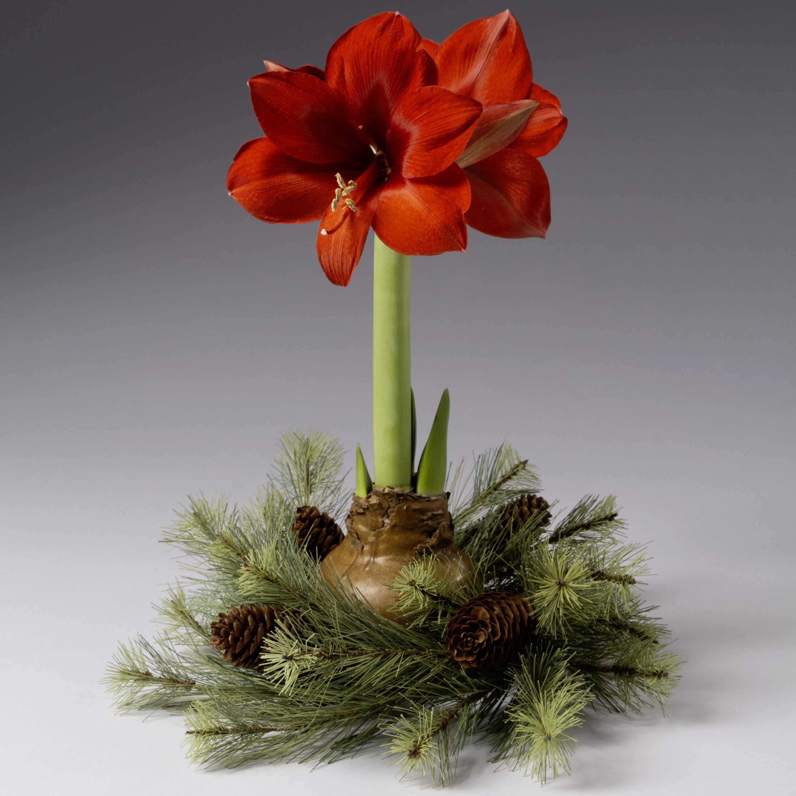 The Pinecone Evergreen Waxed Amaryllis Wreath features a red amaryllis flower with a waxed bulb, accented by pine branches and pinecones, set against a gray backdrop.