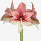 Close-up of a Pink Amazon Amaryllis - Bare Bulb with multiple blooms. The petals are streaked with shades of pink and white, creating a vibrant and delicate appearance. The background is plain, accentuating the flower's detailed and striking beauty.