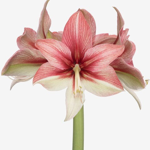 Close-up of a Pink Amazon Amaryllis - Bare Bulb with multiple blooms. The petals are streaked with shades of pink and white, creating a vibrant and delicate appearance. The background is plain, accentuating the flower's detailed and striking beauty.