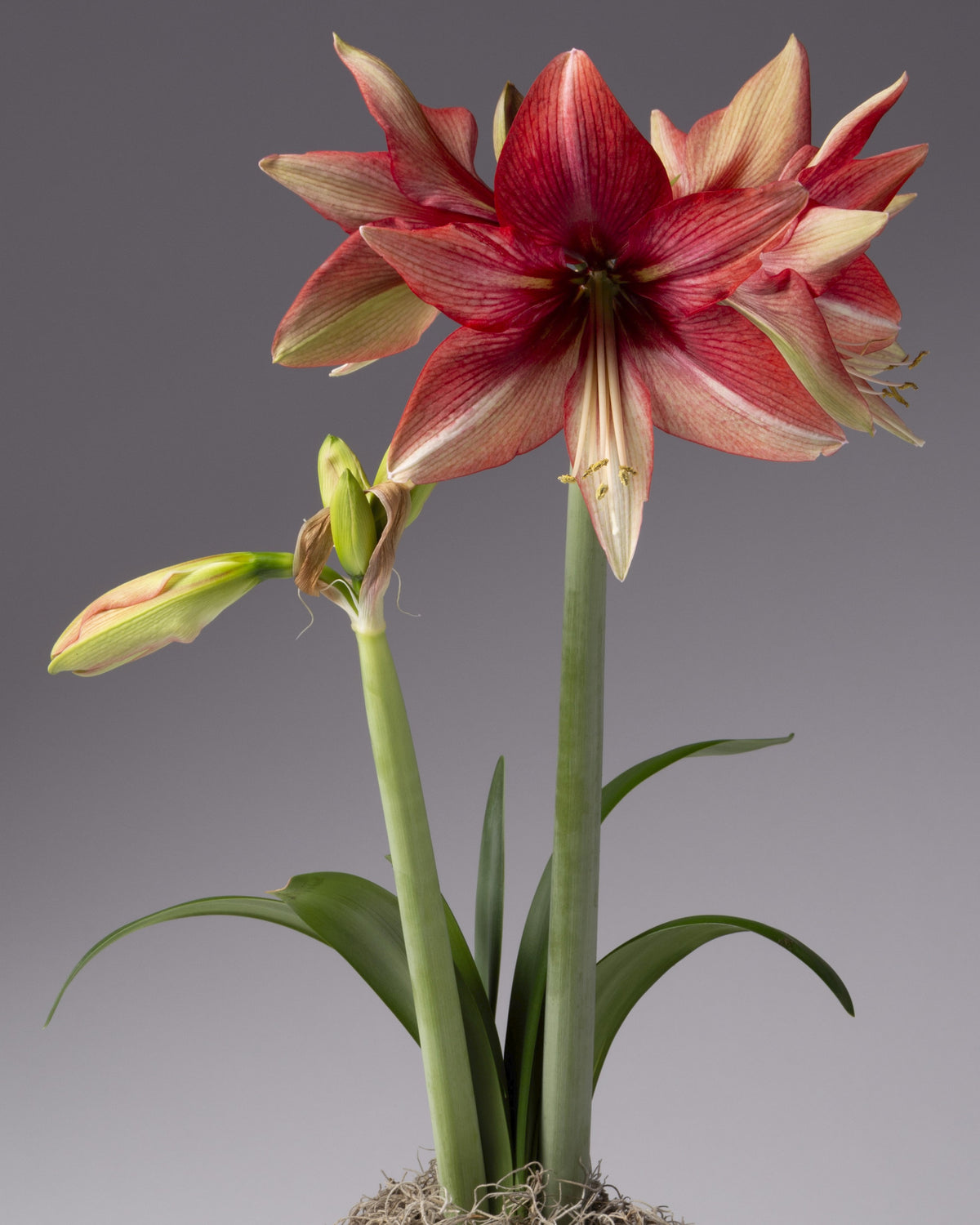 a stem of soft red amaryllis blooms with greenish striping and a second stem topped with a bud emerges from a base of spanish moss.