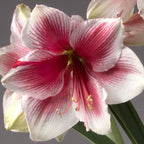 Close-up of the Pink Beauty Amaryllis in bloom, displaying white petals streaked with pink and red, yellow stamens at the center, and green stems with budding flowers in the background.