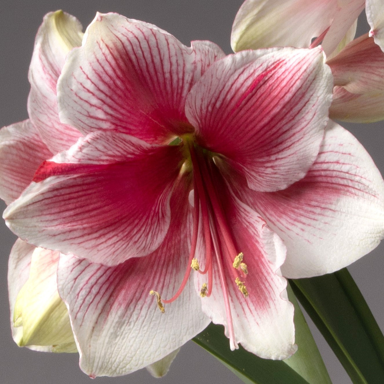 Close-up of the Pink Beauty Amaryllis in bloom, displaying white petals streaked with pink and red, yellow stamens at the center, and green stems with budding flowers in the background.