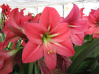 A close-up view of the vibrant Pink Flush Amaryllis flowers reveals their large, trumpet-shaped blooms with green central veins, beautifully set against lush green leaves. In the background, a greenhouse filled with more Pink Flush Amaryllis flowers adds to the scene's charm.