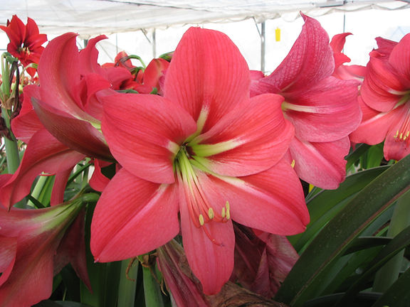 A close-up view of the vibrant Pink Flush Amaryllis flowers reveals their large, trumpet-shaped blooms with green central veins, beautifully set against lush green leaves. In the background, a greenhouse filled with more Pink Flush Amaryllis flowers adds to the scene's charm.