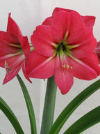 Close-up of a vibrant Pink Flush Amaryllis in full bloom, featuring three large, trumpet-shaped flowers with green stamens at their centers. Set against a plain white background, the image emphasizes the striking color and intricate details of the petals alongside the long green leaves.