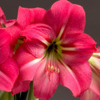Close-up of a vibrant Pink Flush Amaryllis flower with several large petals, white streaks near the center, and yellow stamens. The neutral background highlights the vivid colors and intricate details of this exquisite flower.