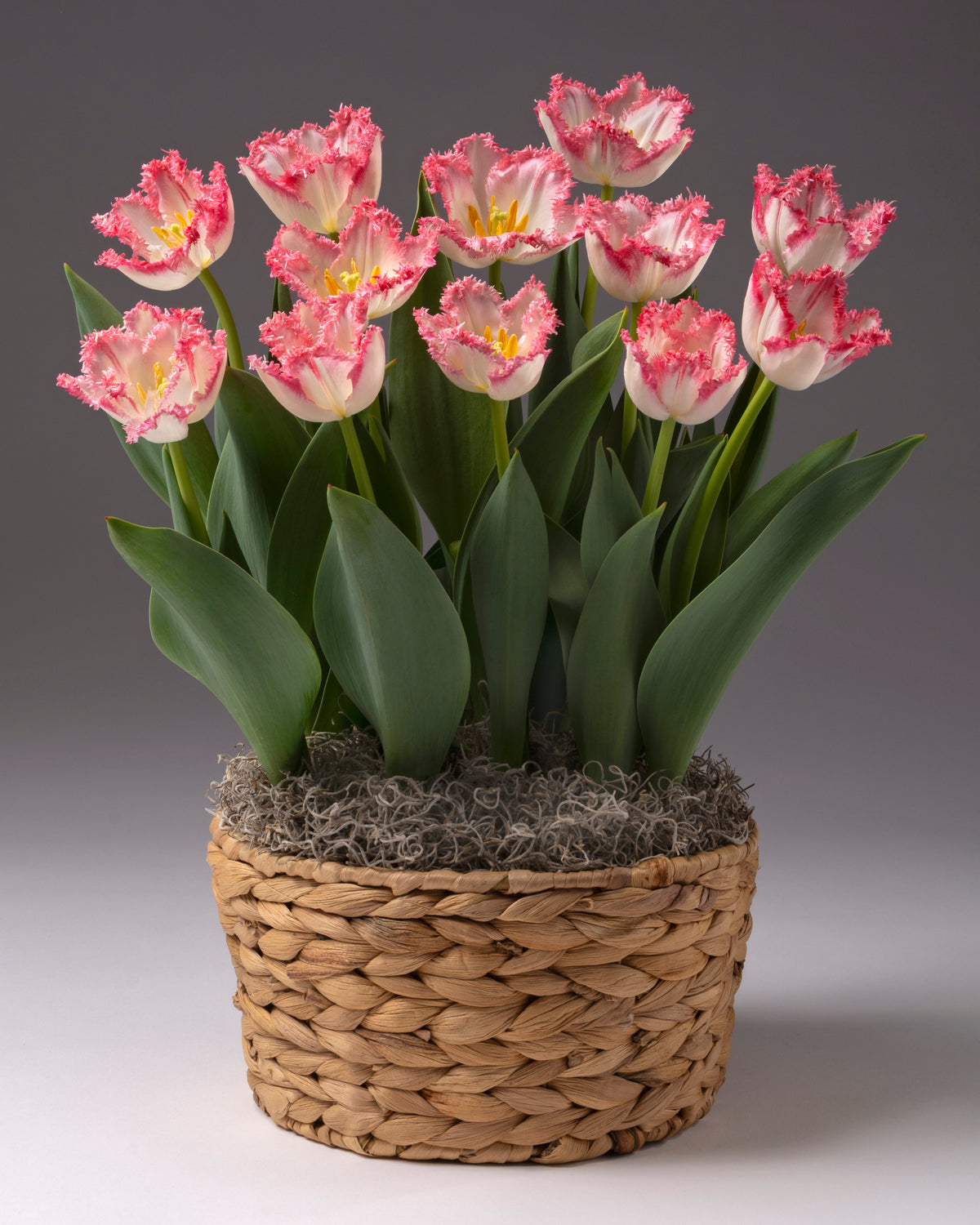 An arrangement of potted tulips with green foliage and white blooms with pink frilled petal edges placed in a water hyacinth basket.