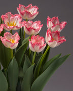a cluster of 7 white tulip blooms with frilled pink edges atop full green foliage
