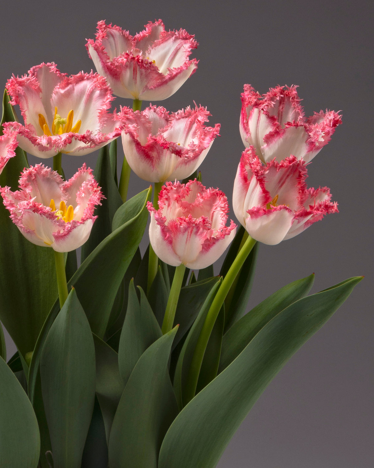 a cluster of 7 white tulip blooms with frilled pink edges atop full green foliage