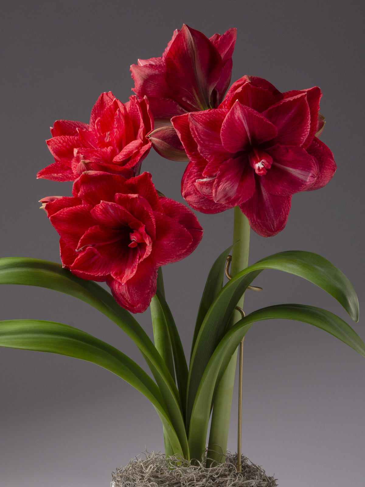 A potted amaryllis bulb with four deep magenta-red flowers and long green leaves, photographed against a smooth dark gray studio background.