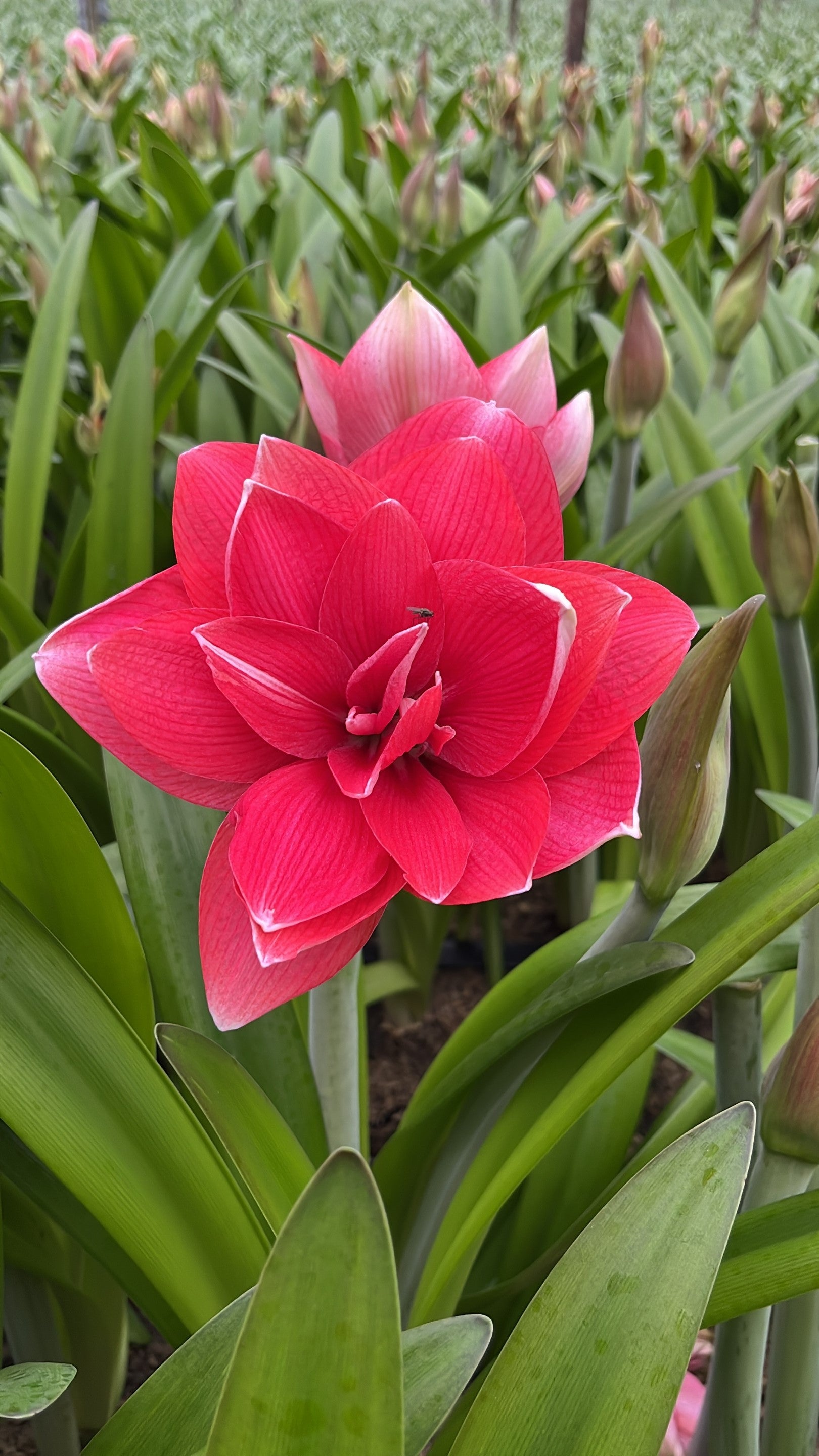 Bright pink amaryllis blooming in front of several buds not open yet