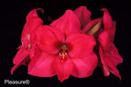A cluster of vibrant, deep pink Pleasure Amaryllis blooms with yellow-tipped stamens is shown on a solid black background. "Pleasure Amaryllis" appears in white text in the lower left corner.